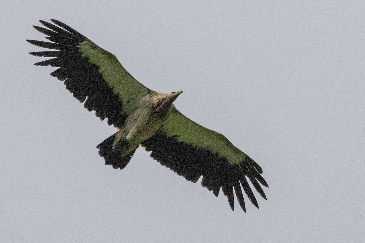 Himalayan Griffon - Sue Wright