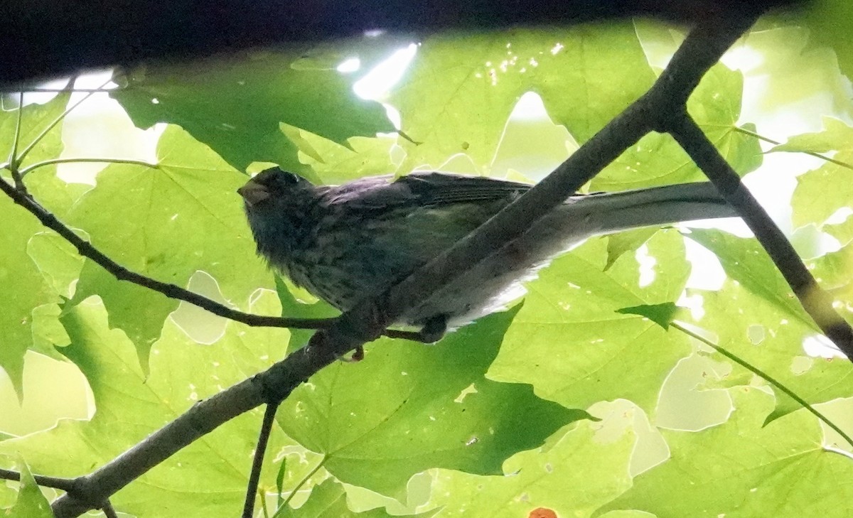 Dark-eyed Junco - ML622071697