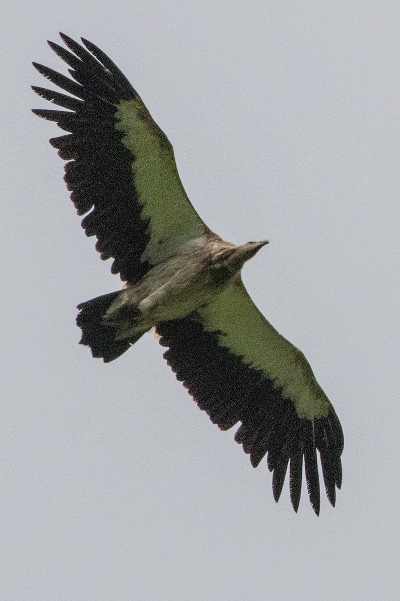 Himalayan Griffon - ML622071699