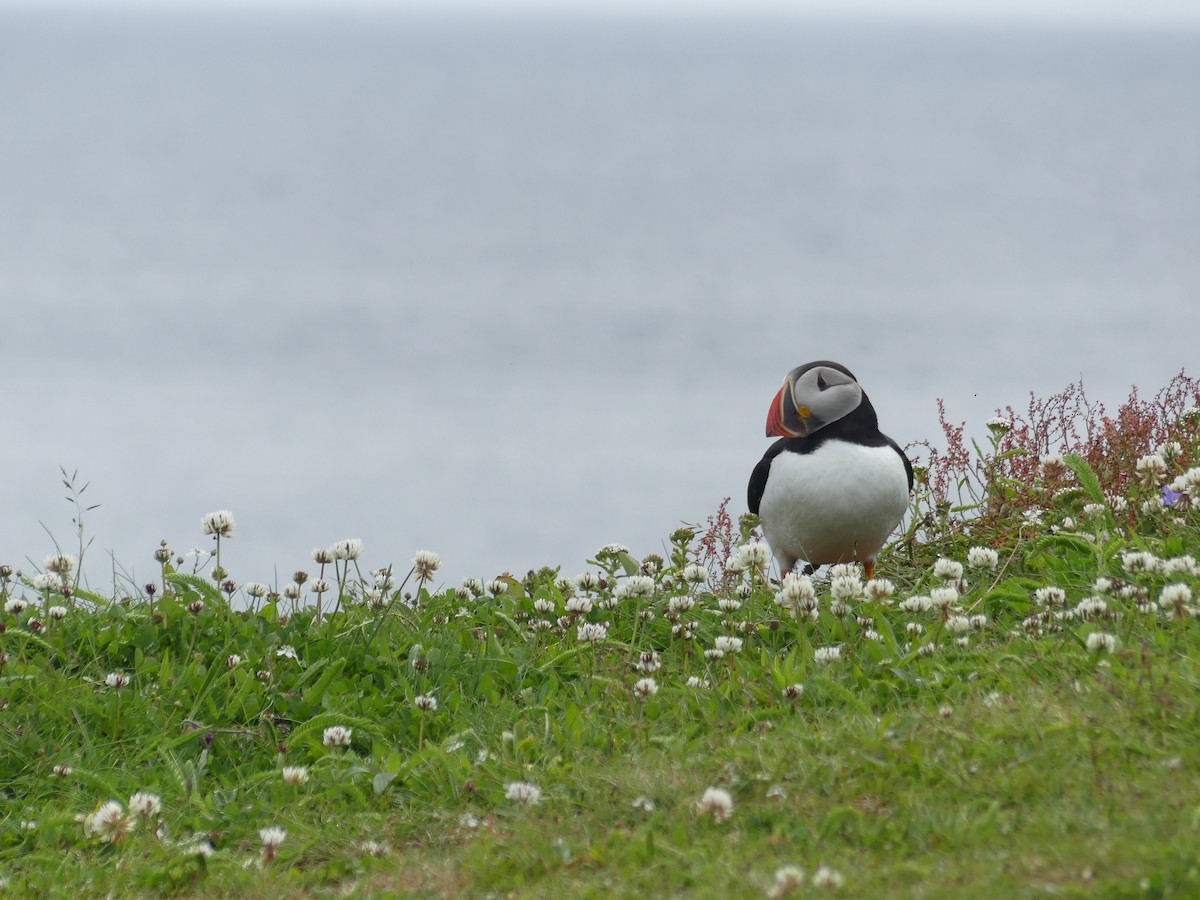 Atlantic Puffin - ML622071700