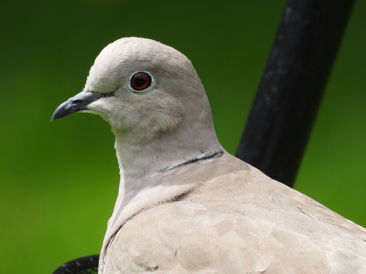 Eurasian Collared-Dove - ML622071703