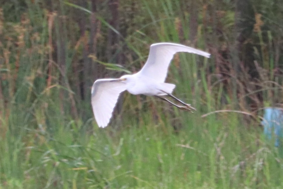 Snowy Egret - Dalen Simmons