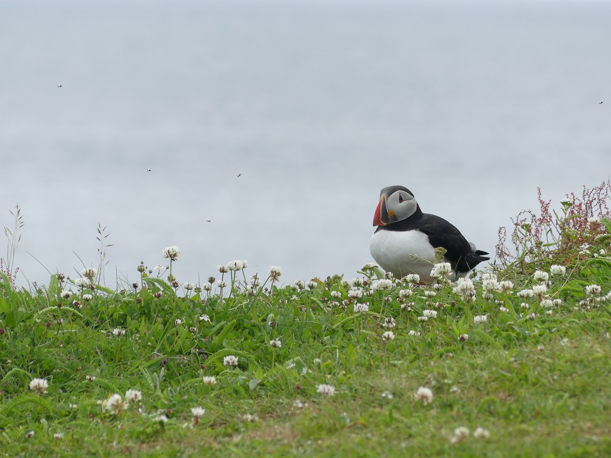 Atlantic Puffin - ML622071705