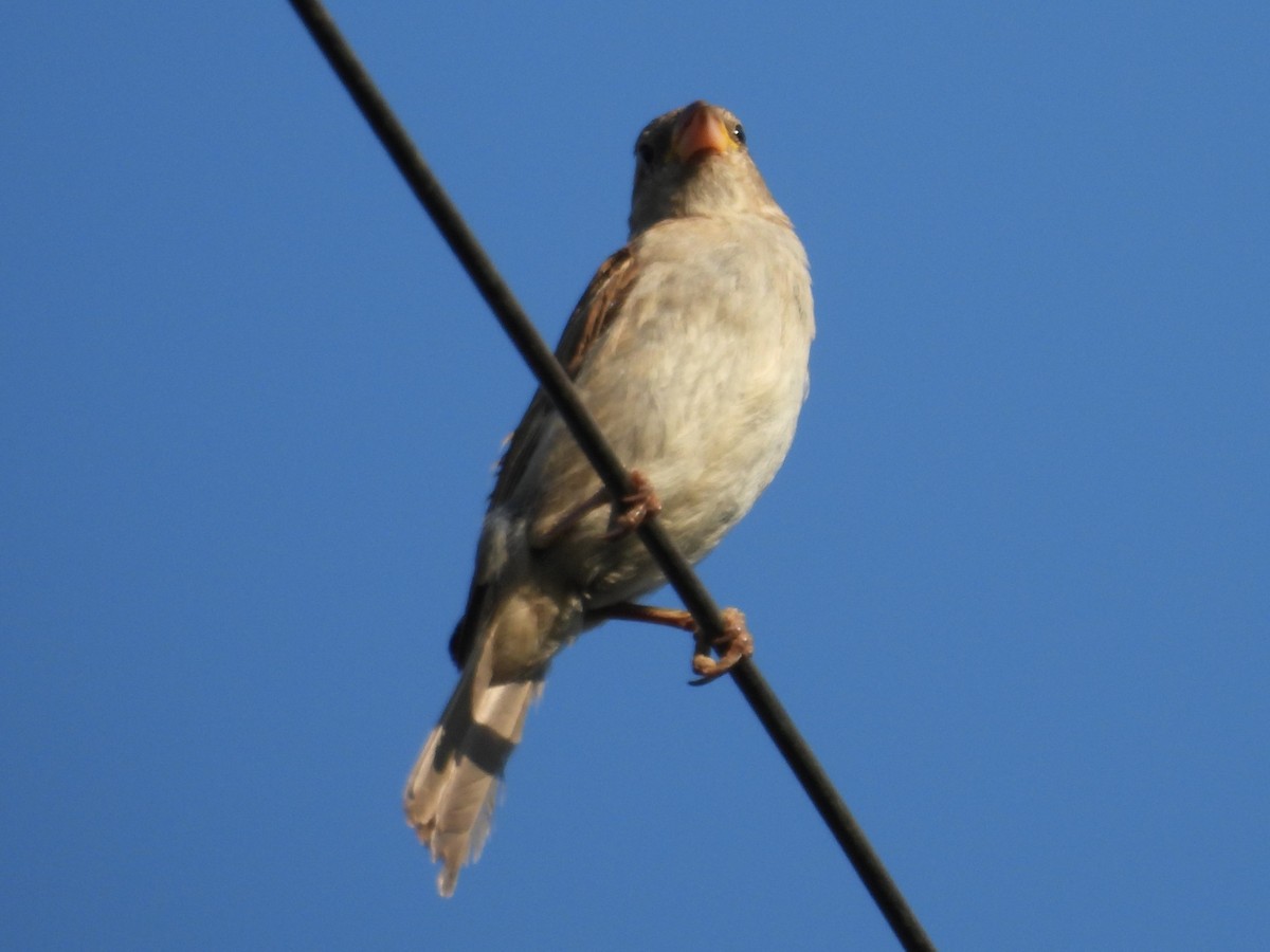 House Sparrow - J Baker