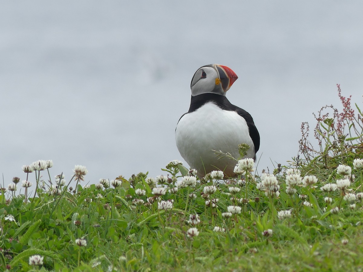 Atlantic Puffin - ML622071709