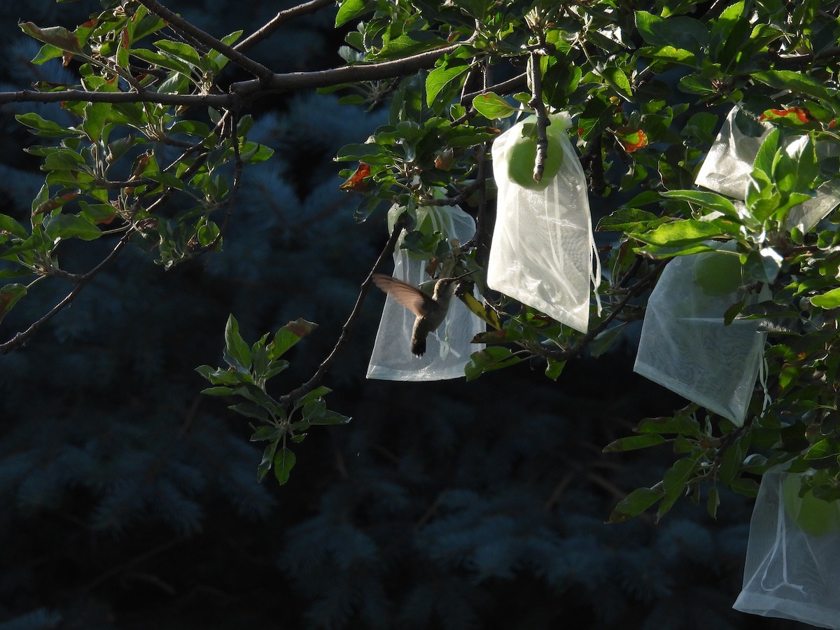 Black-chinned Hummingbird - ML622071710