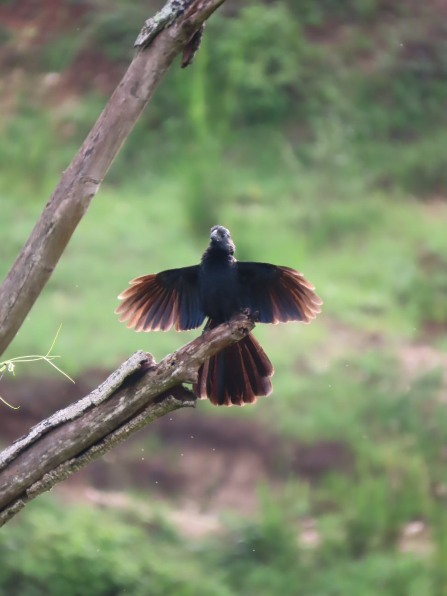 Groove-billed Ani - ML622071711