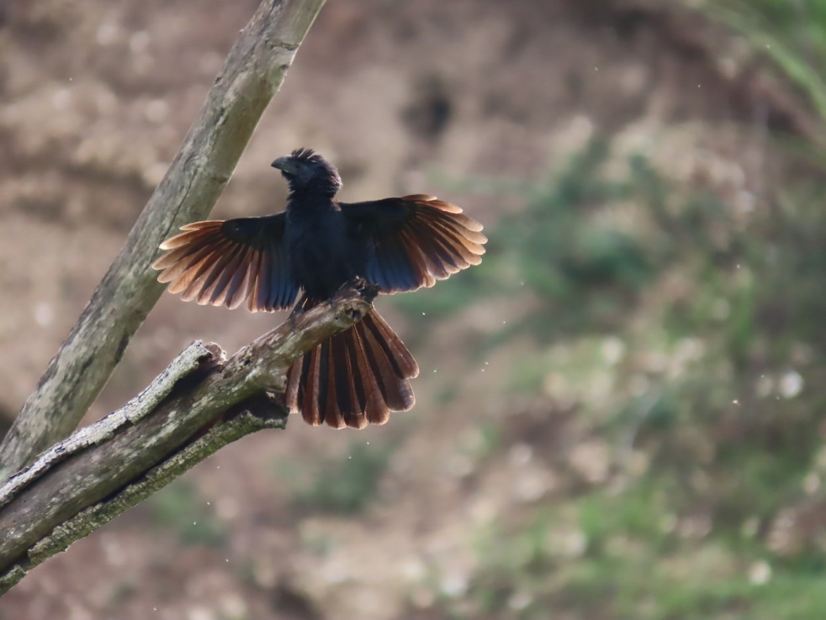 Groove-billed Ani - ML622071712