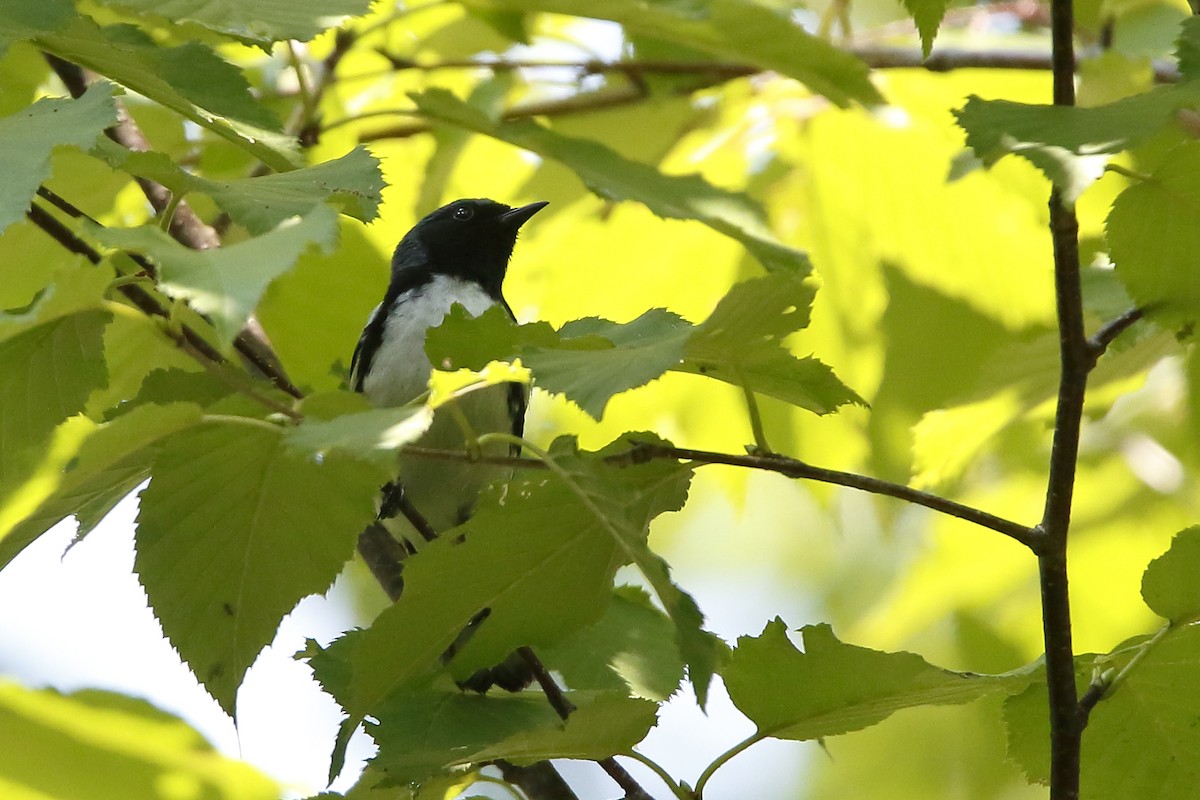 Black-throated Blue Warbler - ML622071745