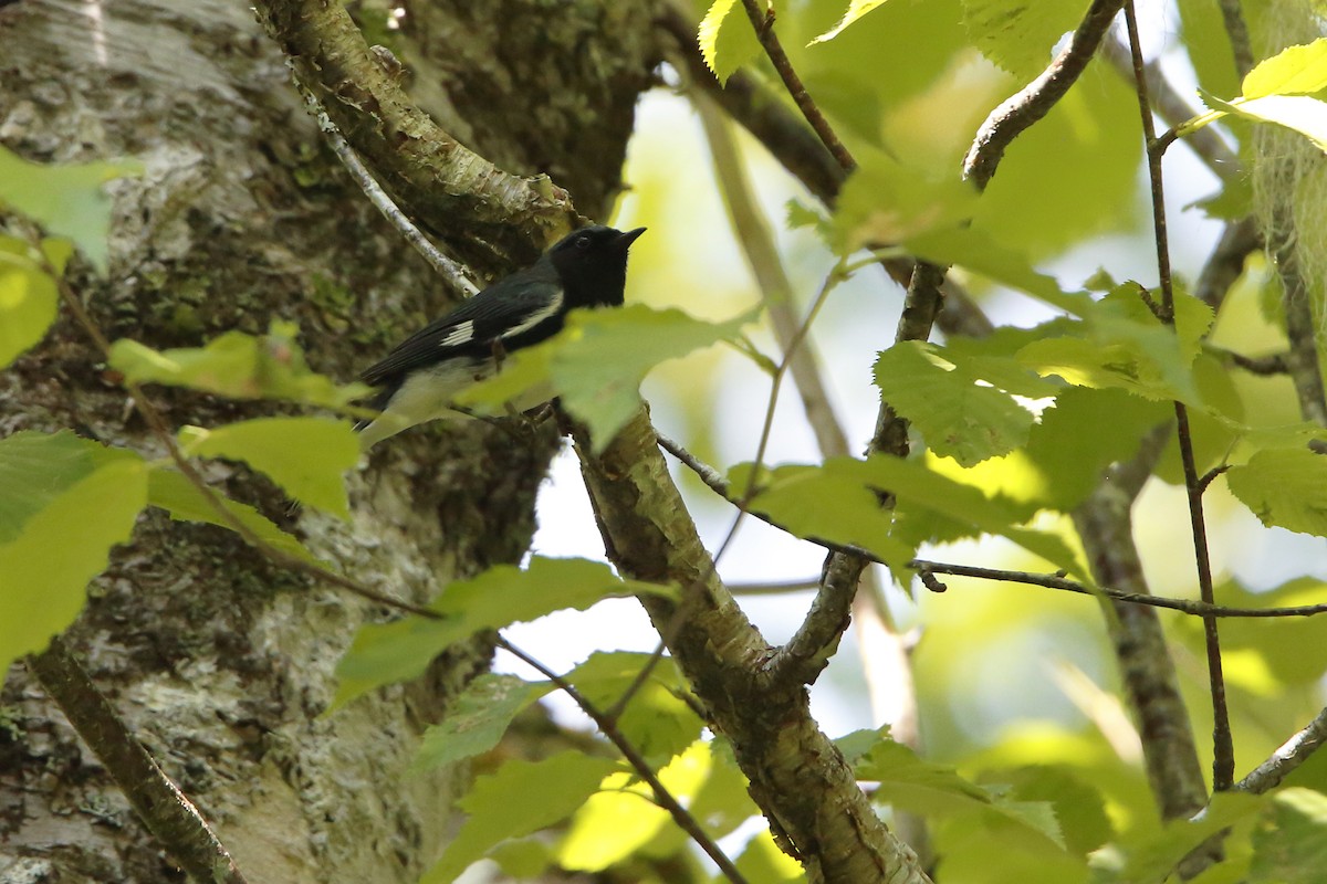 Black-throated Blue Warbler - ML622071746