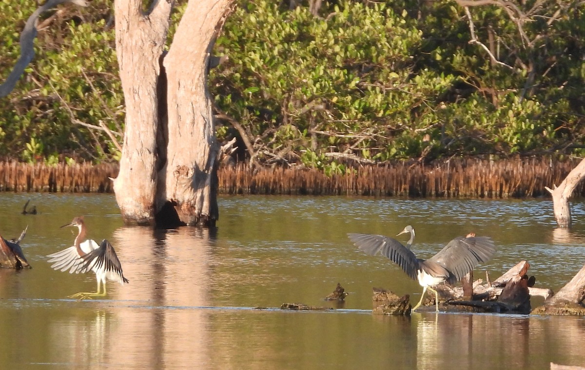 Tricolored Heron - ML622071796