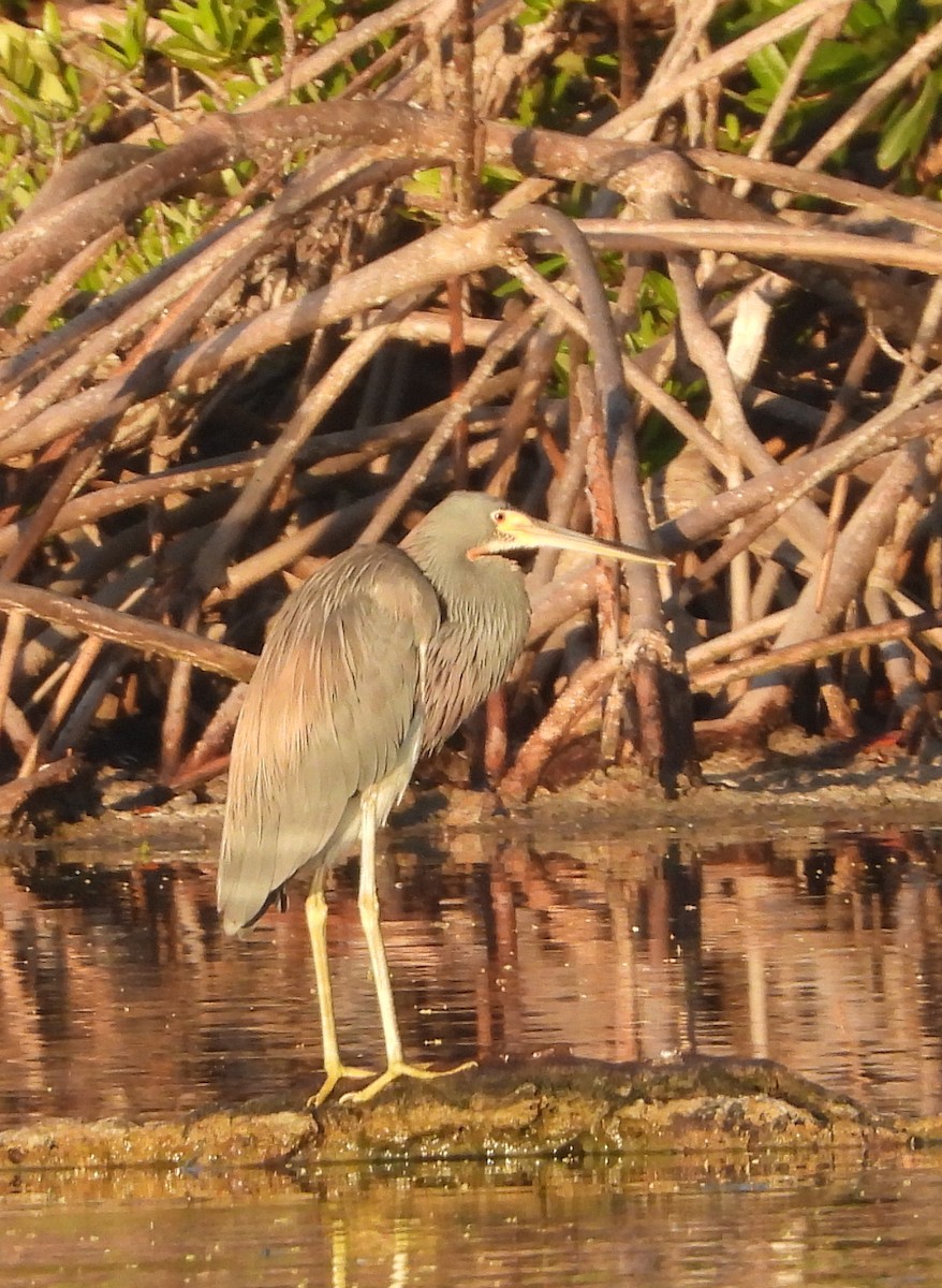 Tricolored Heron - ML622071797