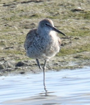 Willet - ML622071799