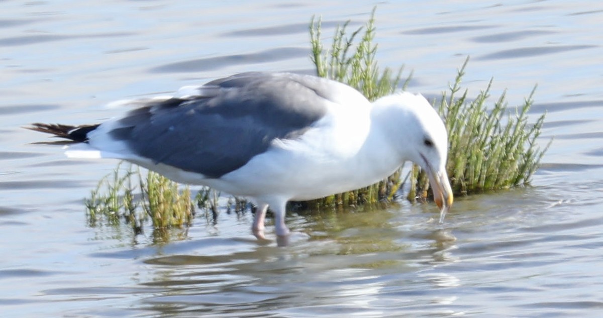 Western Gull - ML622071844