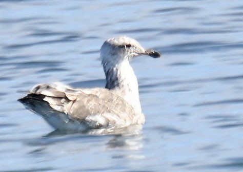 California Gull - ML622071856