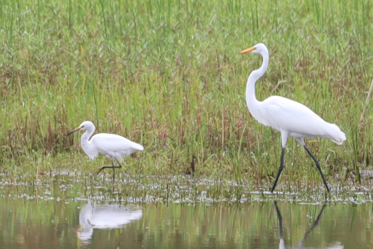 Snowy Egret - ML622071863