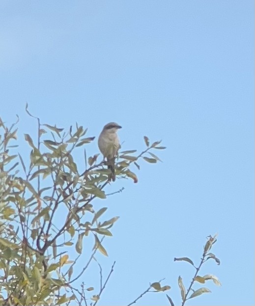 Loggerhead Shrike - ML622071891