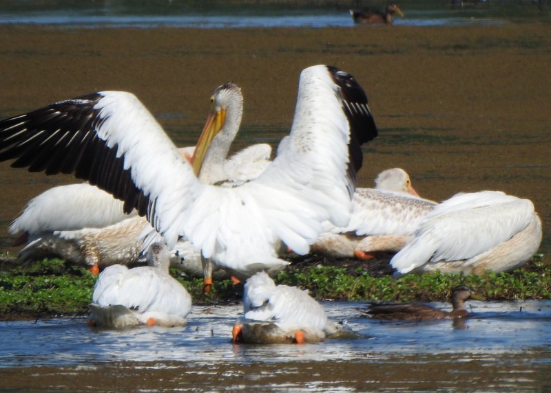 American White Pelican - ML622071915