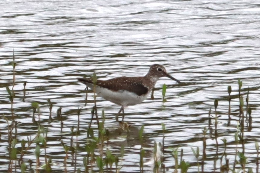 Solitary Sandpiper - ML622071919