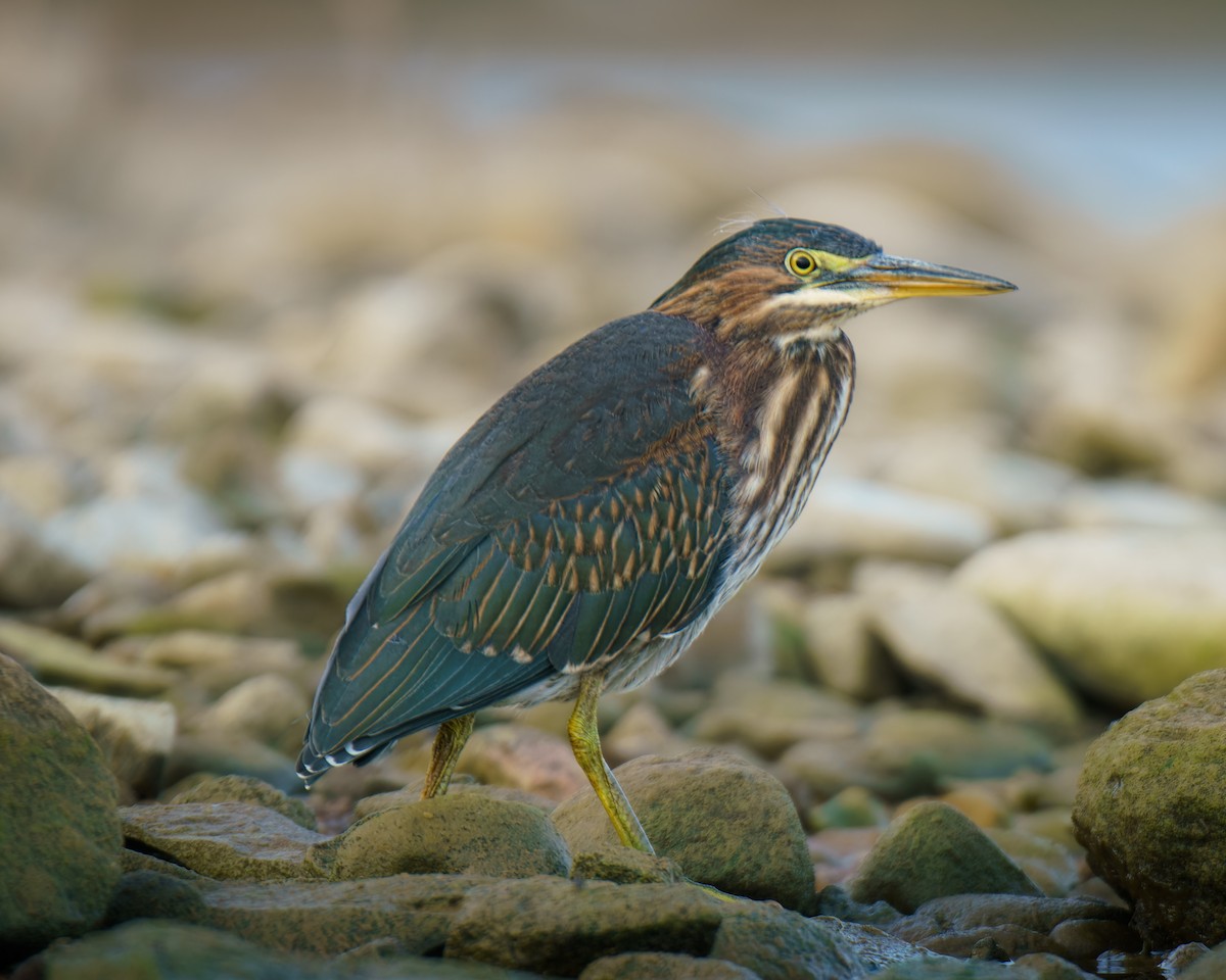 Green Heron - Carey Sherrill