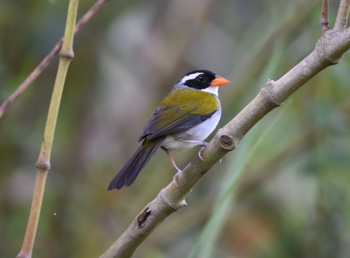 Saffron-billed Sparrow (Saffron-billed) - ML622071934