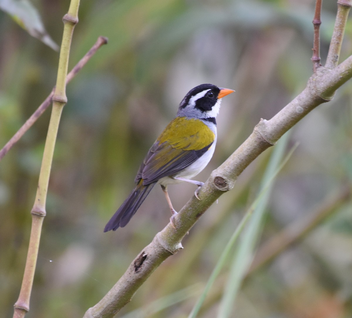 Saffron-billed Sparrow (Saffron-billed) - ML622071936