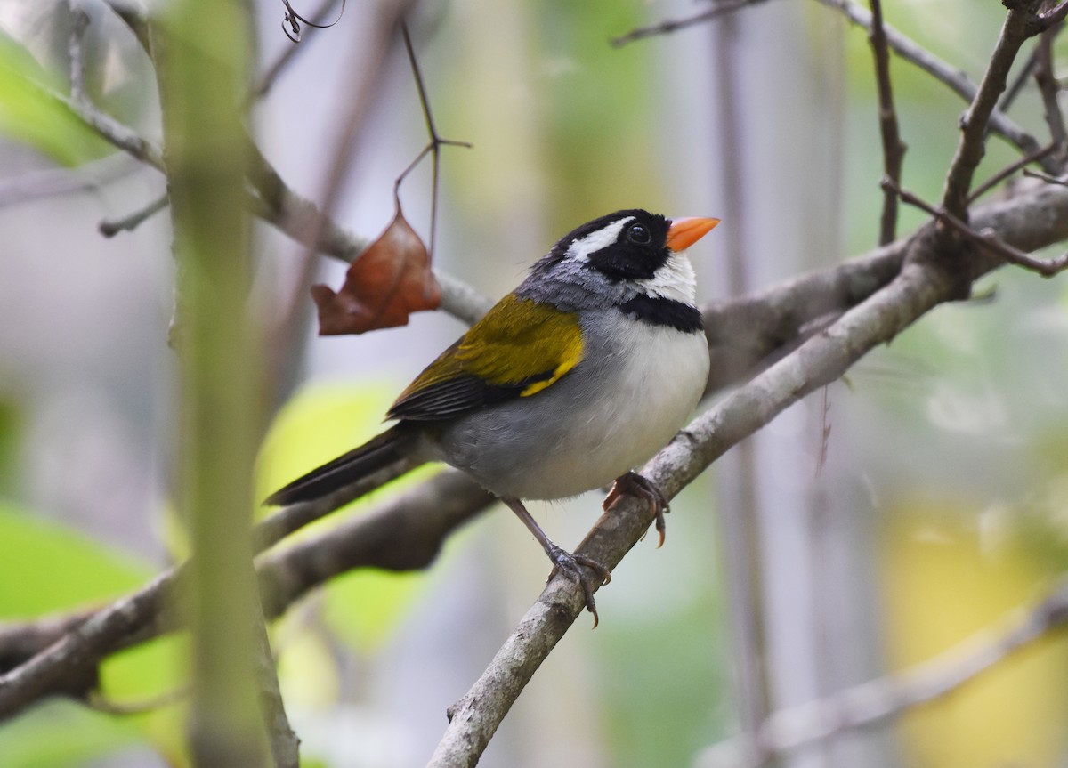 Saffron-billed Sparrow (Saffron-billed) - ML622071937