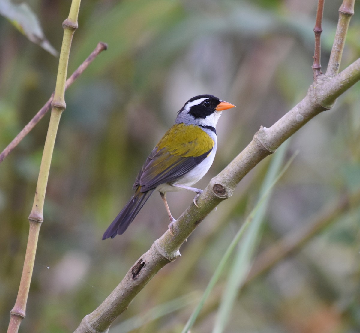 Saffron-billed Sparrow (Saffron-billed) - Giusepe Donato