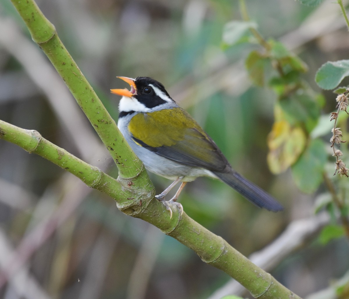 Saffron-billed Sparrow (Saffron-billed) - ML622071939