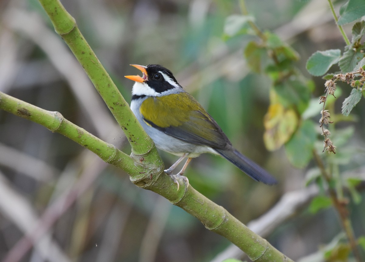 Saffron-billed Sparrow (Saffron-billed) - ML622071942