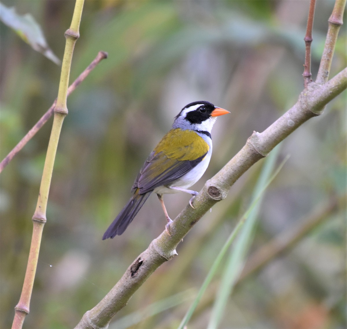 Saffron-billed Sparrow (Saffron-billed) - ML622071943