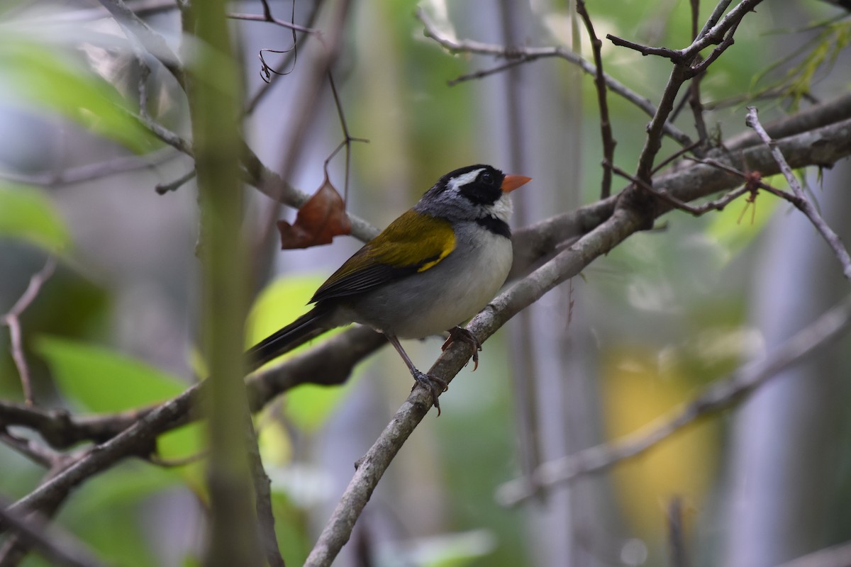 Saffron-billed Sparrow (Saffron-billed) - ML622071944