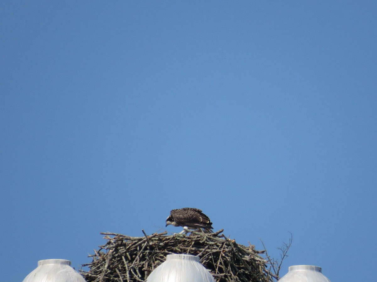 Osprey - scott baldinger