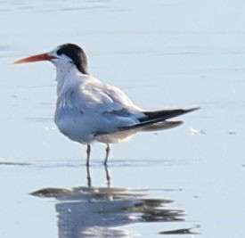 Elegant Tern - ML622071973