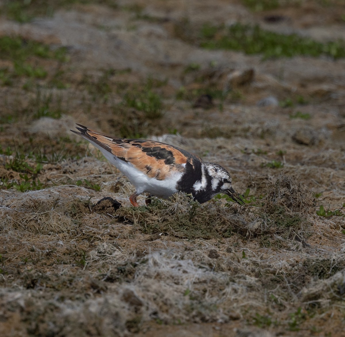 Ruddy Turnstone - ML622072000