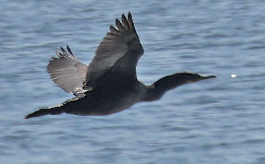 Double-crested Cormorant - ML622072020