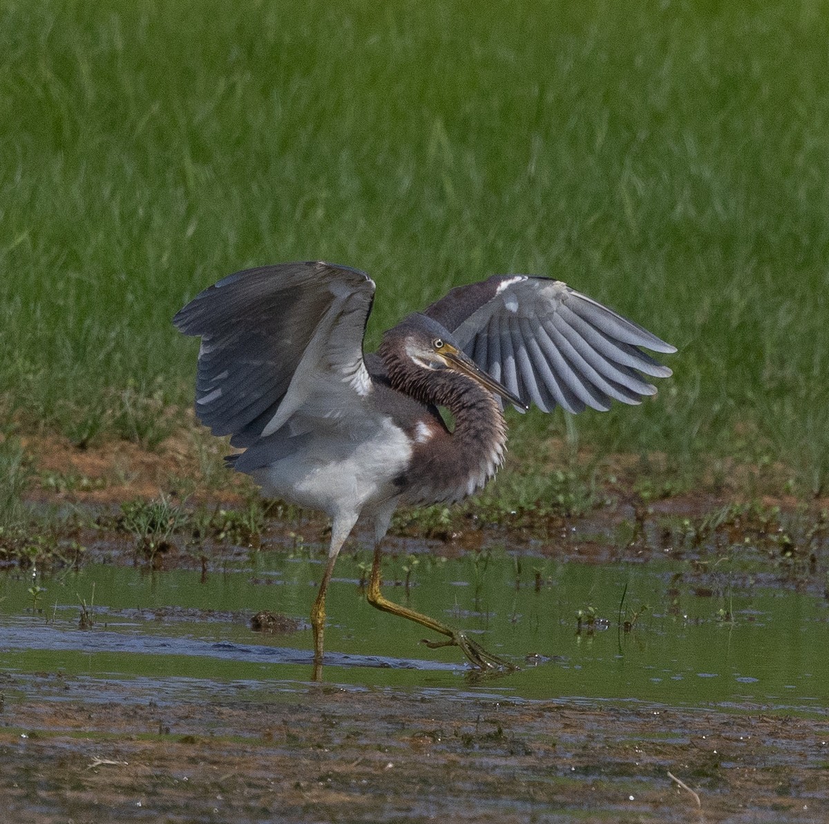 Tricolored Heron - ML622072021