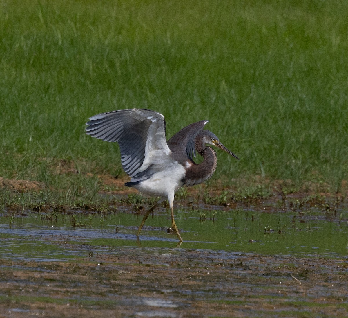 Tricolored Heron - ML622072022