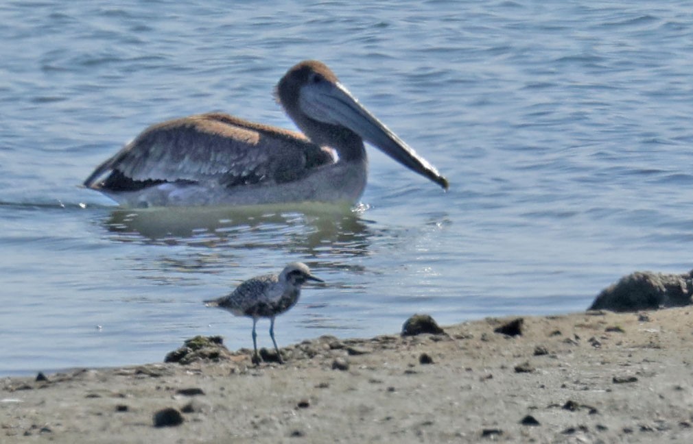 Brown Pelican - ML622072030