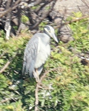 Yellow-crowned Night Heron - George Nothhelfer