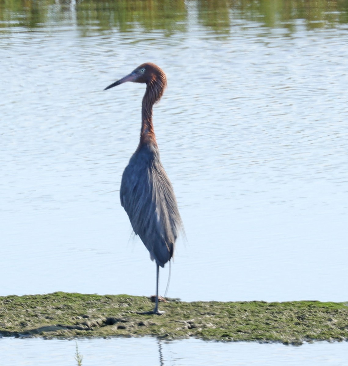 Reddish Egret - ML622072053