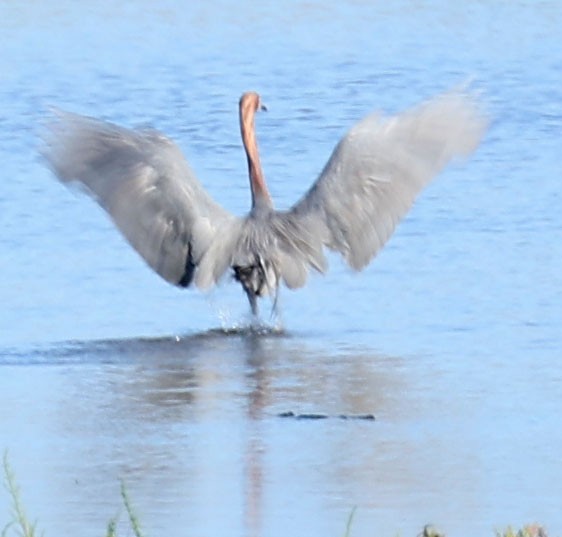 Reddish Egret - ML622072054