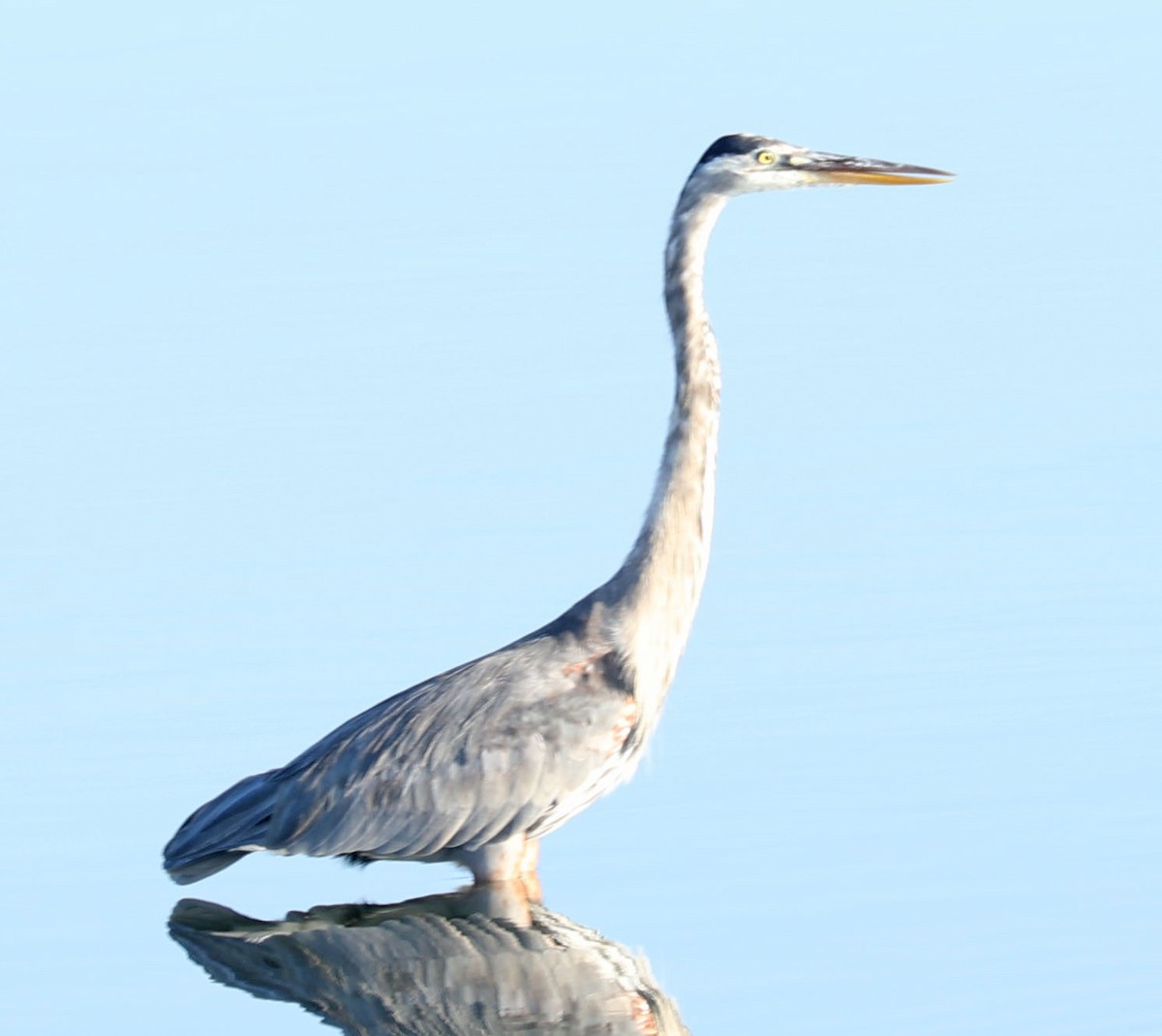 Great Blue Heron - ML622072080