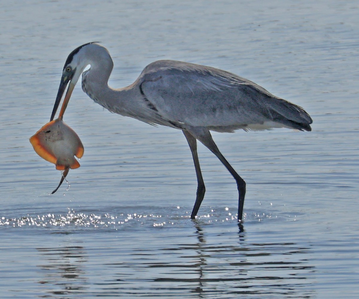 Great Blue Heron - ML622072081