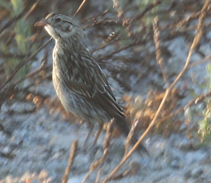 Horned Lark - ML622072105