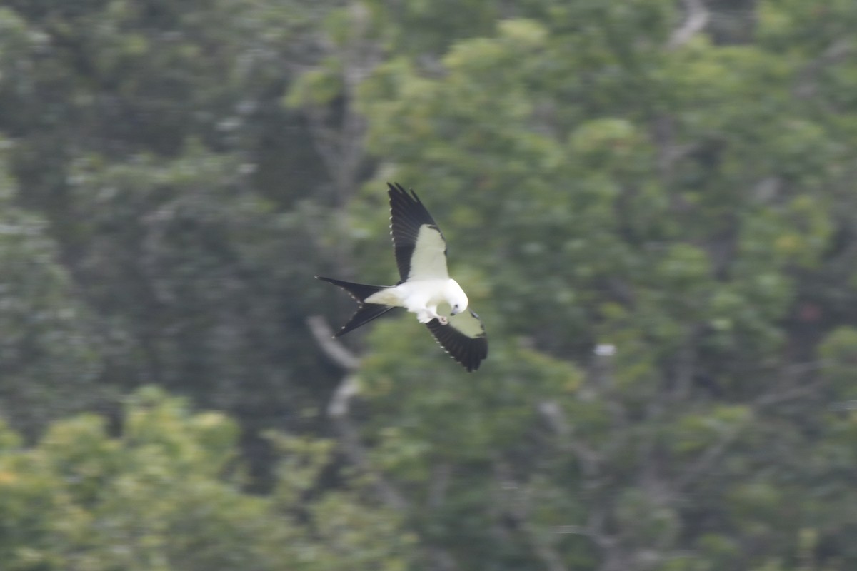 Swallow-tailed Kite - ML622072161