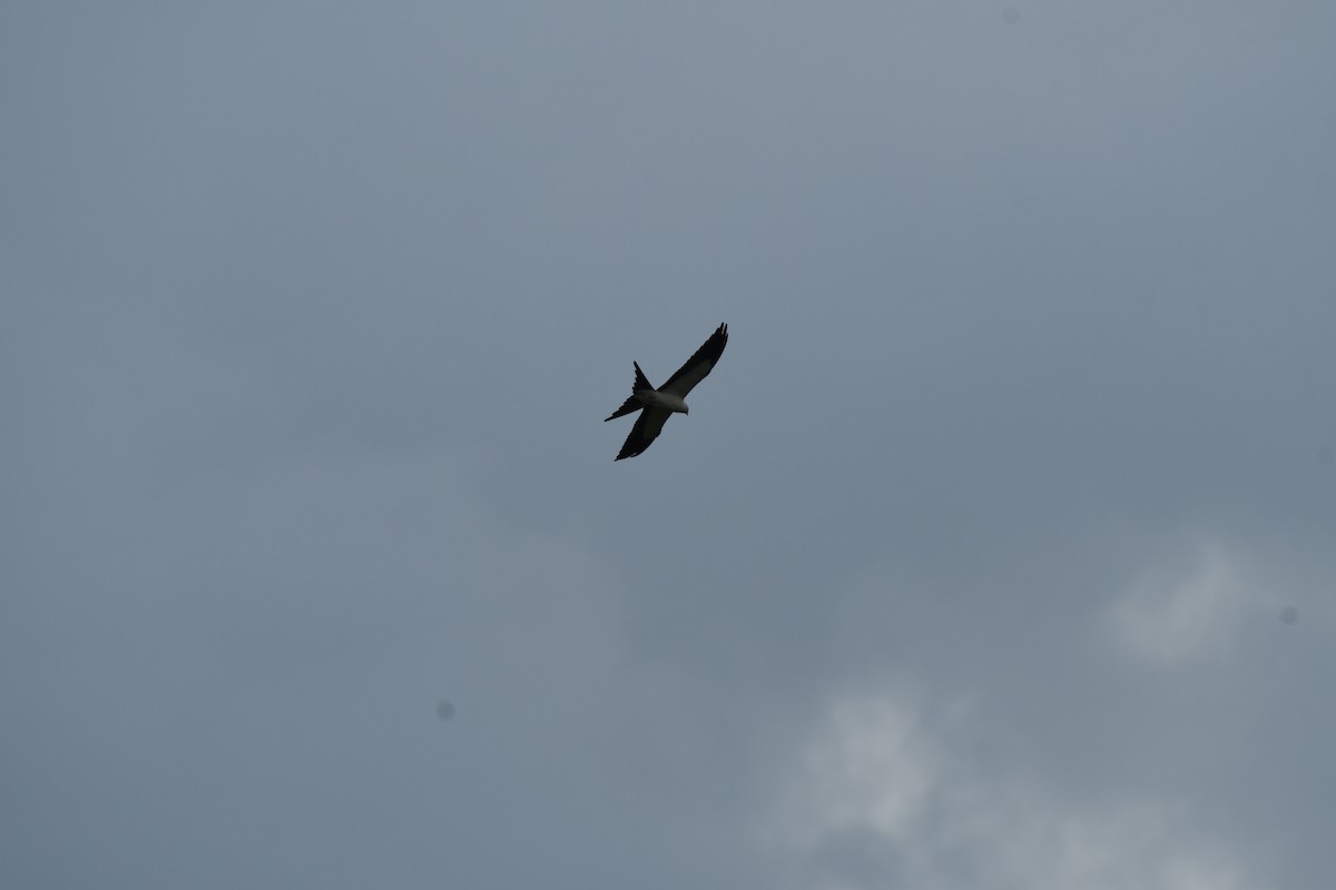 Swallow-tailed Kite - ML622072162