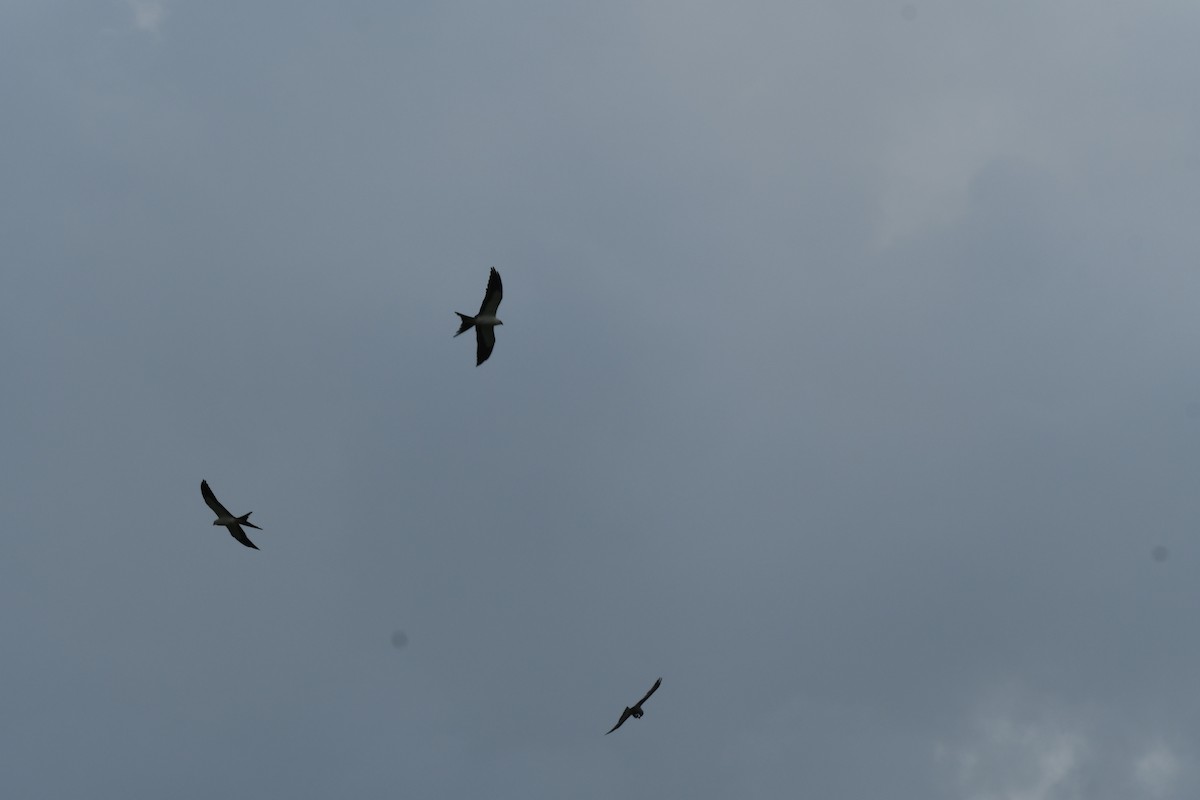 Swallow-tailed Kite - ML622072163