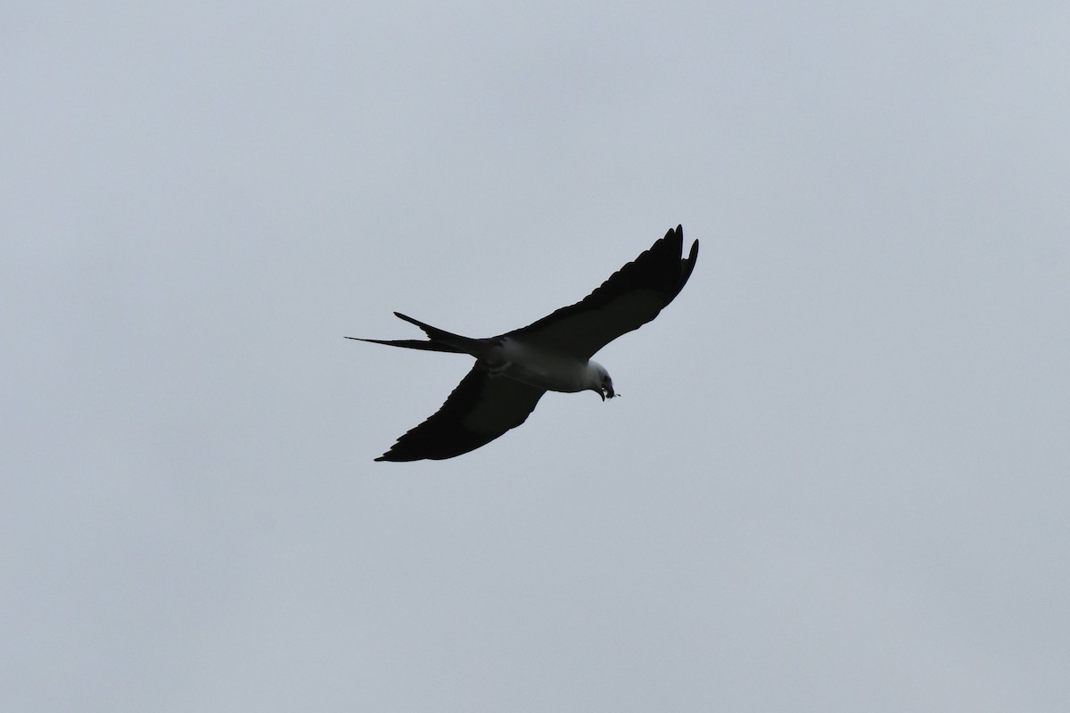 Swallow-tailed Kite - James White