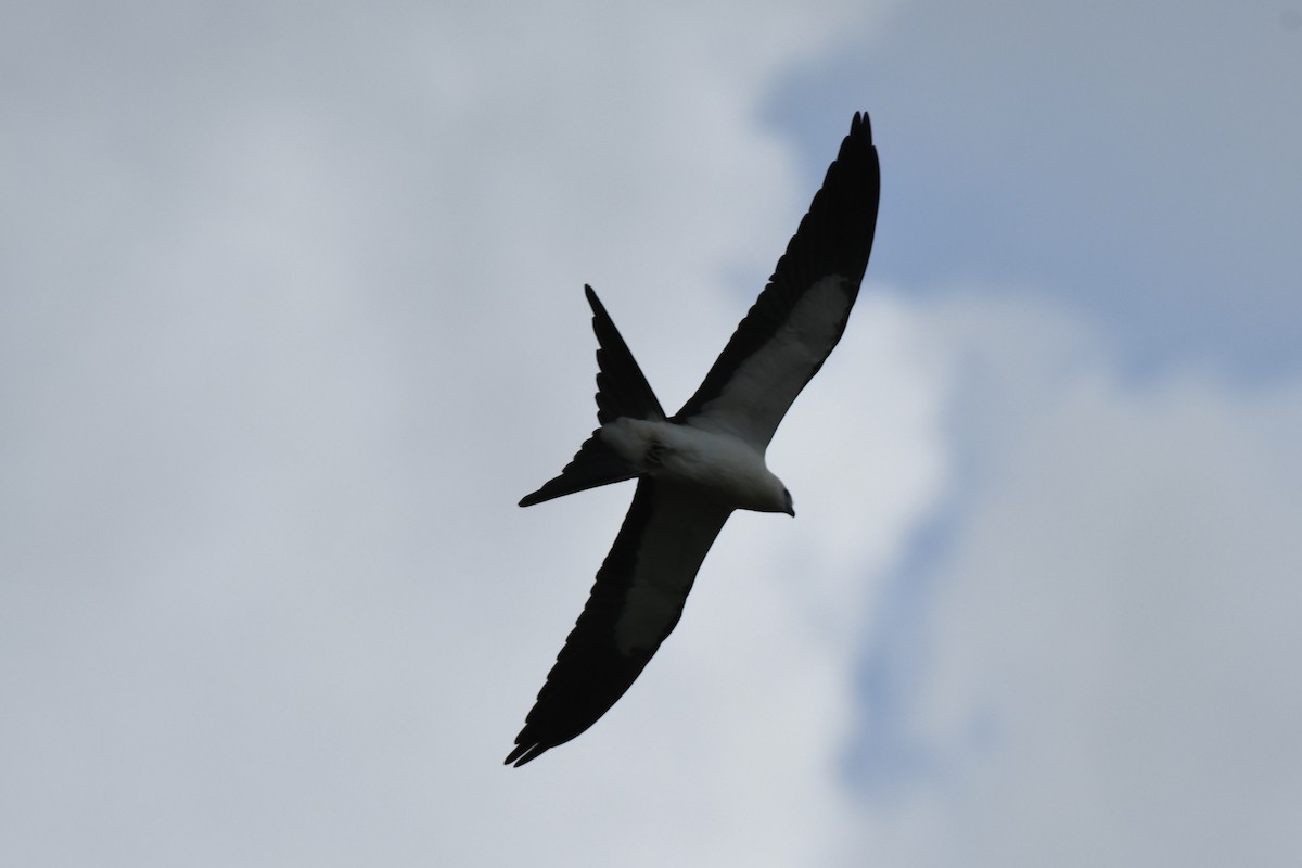 Swallow-tailed Kite - ML622072189